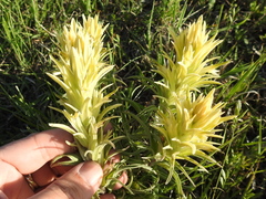 Castilleja citrina