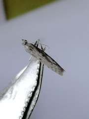 Phycitodes lacteella