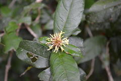 Trichocladus crinitus