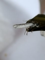 Phycitodes lacteella