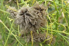 Commersonia bartramia