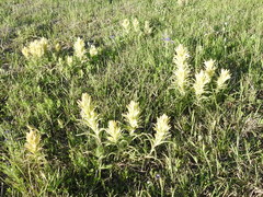 Castilleja citrina