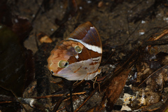 Thauria aliris pseudaliris