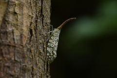 Pyrops oculatus