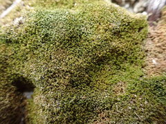 Eucladium verticillatum