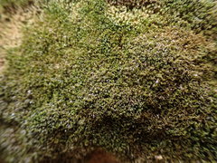 Eucladium verticillatum