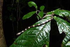 Lycodon subannulatus