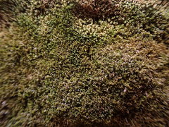 Eucladium verticillatum