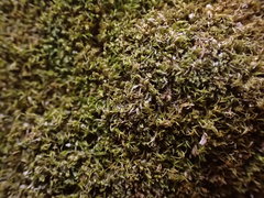 Eucladium verticillatum