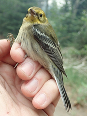 Setophaga townsendi × occidentalis