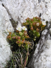 Delosperma patersoniae