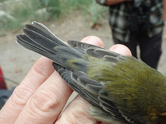 Setophaga townsendi × occidentalis