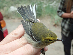 Setophaga townsendi × occidentalis