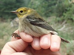 Setophaga townsendi × occidentalis
