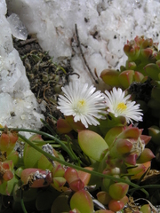 Delosperma patersoniae