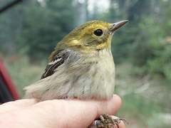 Setophaga townsendi × occidentalis