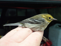 Setophaga townsendi × occidentalis