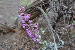 Penstemon confusus