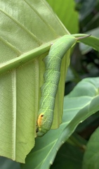Enpinanga borneensis