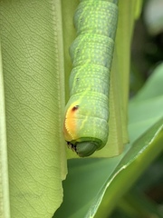 Enpinanga borneensis