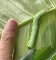 Enpinanga borneensis