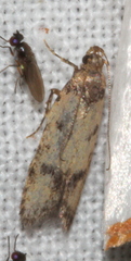 Hemiarcha thermochroa