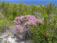 Erica uberiflora