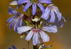 Scaevola globulifera