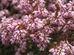 Erica uberiflora