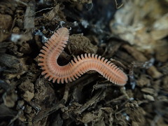 Brachycybe rosea