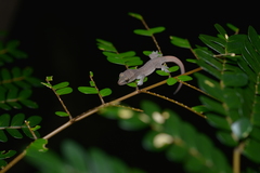 Bavayia septuiclavis