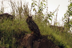 Bubo bengalensis