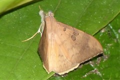 Oxyodes scrobiculata