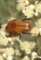 Leucocelis rubra