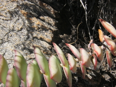 Crassula perforata perforata
