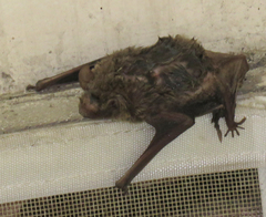 Pipistrellus ceylonicus