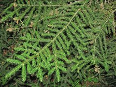 Picea orientalis