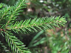 Picea orientalis