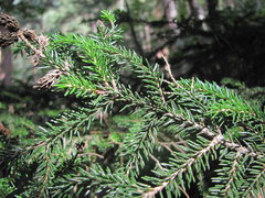 Picea orientalis
