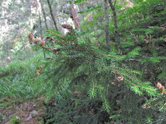 Picea orientalis