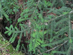 Picea orientalis