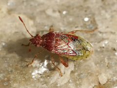 Arhyssus lateralis