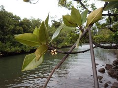 Rhizophora apiculata