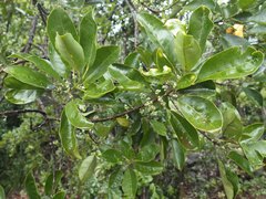Comptonella microcarpa