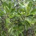 Comptonella microcarpa - Photo (c) juju98, some rights reserved (CC BY-NC), uploaded by juju98