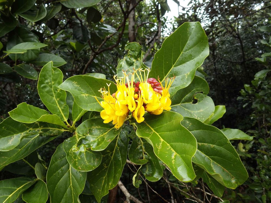 Deplanchea speciosa