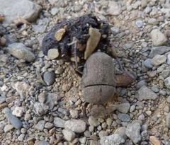 Gymnopleurus humanus