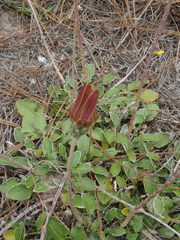 Haplocarpha lyrata