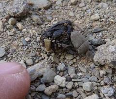 Gymnopleurus humanus