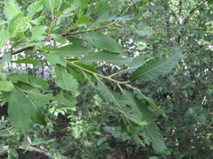 Salix pseudomedemii